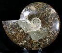 Large Polished Cleoniceras Ammonite Fossil #21639-1